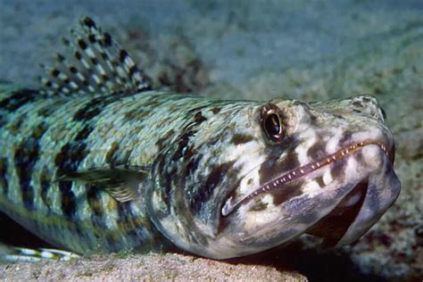 lizard fish florida|Synodontidae .